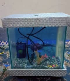 Fish aquarium