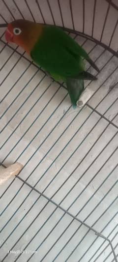 love Bird For sale