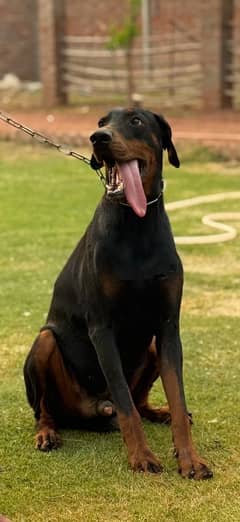 Doberman male KCP pedigree