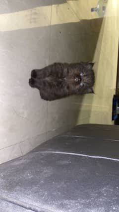 persian kittens available