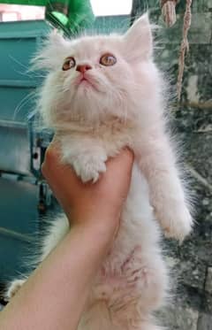 Persian kitten