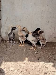 aseel chicks with mother for sale kurak murgi or aseel murga for sale