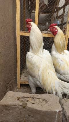 Heera Aseel Breeder_Pathaa_Heera Chick's