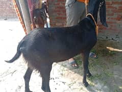 Dasi Black Bakra Ghar ma pala Howa h (03004395502)