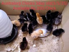 Australorp & Fyumai (Chicks and Fertile Eggs) Available