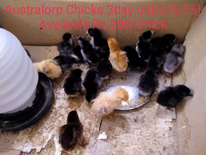 Australorp & Fyumai (Chicks and Fertile Eggs) Available 0