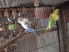 Hogoromo/Hogo,red eyes fellow TCB,bajri