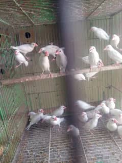 Albino
