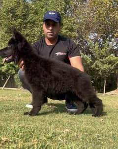 pedigree