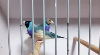 Gouldian