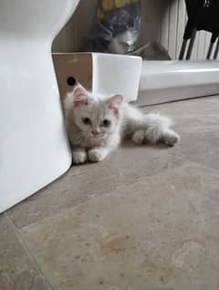 Persian kitten for sale 1.6 month age