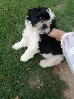 shih