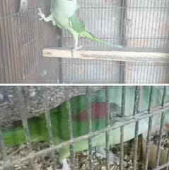 Kashmiri parrot
