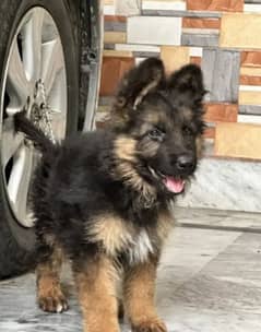 German