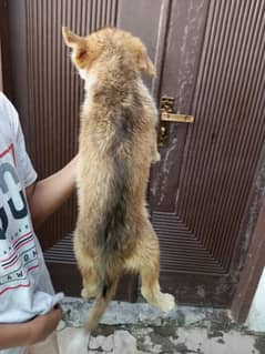HUSKY