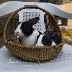 Rabbits for adoption