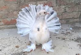 Indian