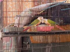 pineapple conure breeder pair