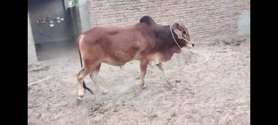 Sahiwal Bachra | Dhani Bachra | Qurbani Bull | cow | cows for sale