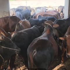 Sahiwal Bachra | Cholistani | Dhani Bachra For SAle