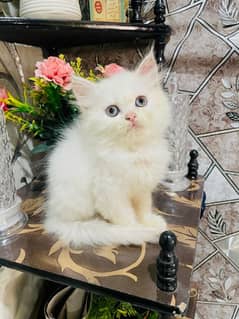 Persian kitten looking for new home