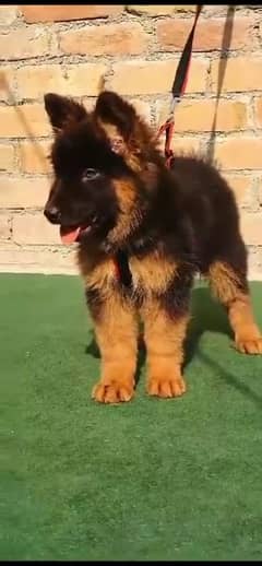 German Shepherd male puppy for sale