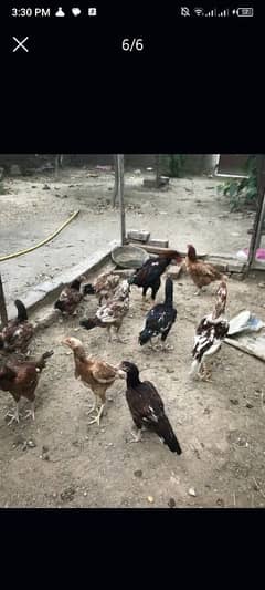 urgent sale only serious person rabta krin shukriya Full And final