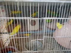 budgies pairs for sale