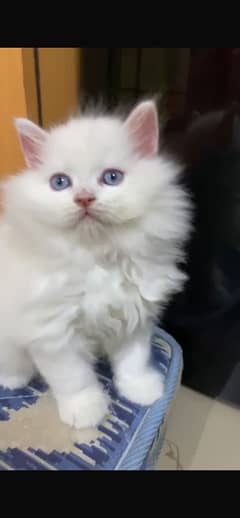 Persian kitten for urgent sale my WhatsApp number 03706577151