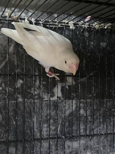 Love Bird albina Red eye male and Black eye female