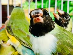 Gouldian