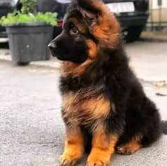 German Shepherd male puppy for sale