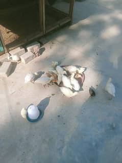 White turkey birds 1 month age