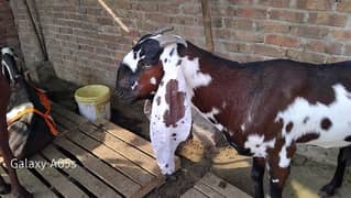 nagri dabi bakri alyas gujjar breed