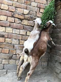 goat