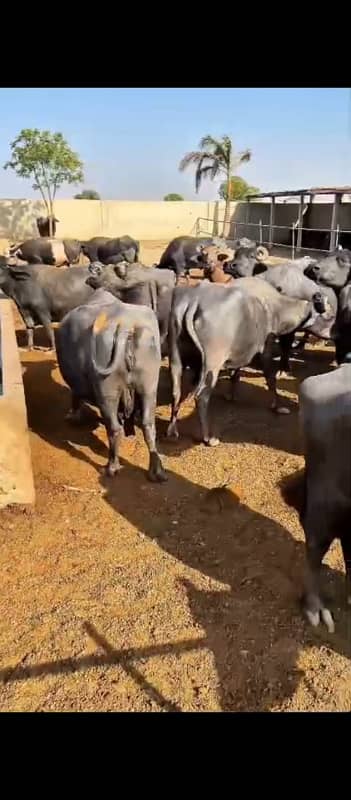 CATTLE FARM DAIRY FARM 1