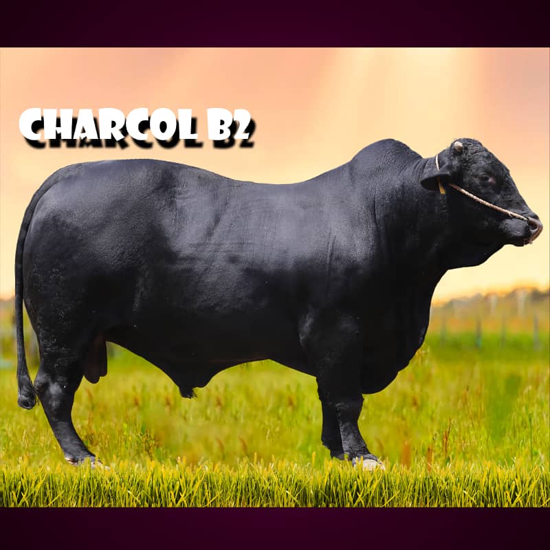 CATTLE FARM DAIRY FARM 2