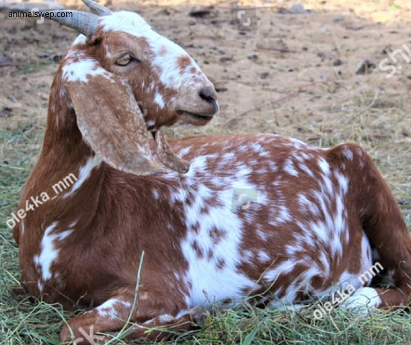 CATTLE FARM DAIRY FARM 5