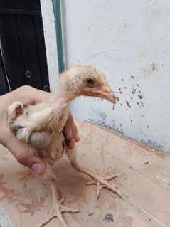 2 month chicks for sale