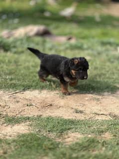 i sell garman shapard dogs 3 male ( blake teen ) 1 is female blake