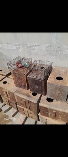 birds