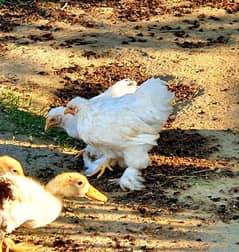 White bantam