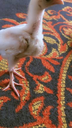 Heera aseel chicks