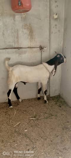 Bakra