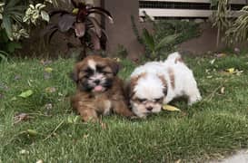 SHIHTZU