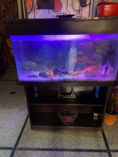fish aquarium for sale
