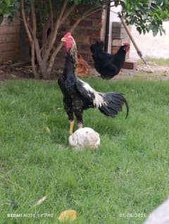 aseel murga , aseel murgi , Shamo chicks , Shamo murga