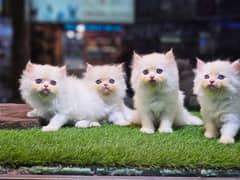 Persian triple coated punch face kittens and adult cats