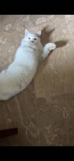 Persian Male Cat  for sale