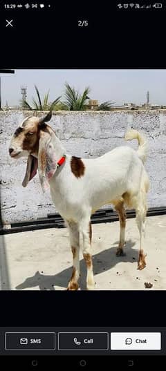 goat